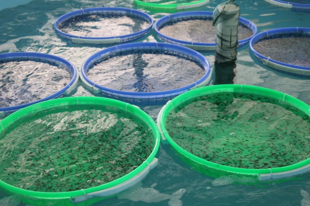 4萬尾金鯧魚苗“游”向東南亞 三亞國企首次實現(xiàn)